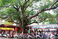 103gajumaru 台中市松竹路のガジュマル