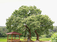 103keisyukeyaki 慶州望星のケヤキ