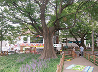 103sourukeyaki2 ソウル市松坡區文井のケヤキ