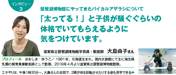 琵琶湖博物館にやってきたバイカルアザラシについて　「太ってる！」と子供が騒ぐぐらいの体格で いてもらえるように気をつけています。　滋賀県立琵琶湖博物館学芸員・獣医師　大島由子さん