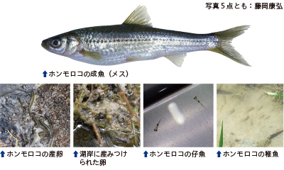 ホンモロコの成魚・産卵・卵・仔魚・稚魚