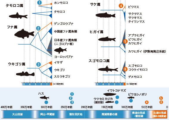 琵琶湖固有種の最近縁種からの推定分岐年代（Tabata et al. 2016、Yamasaki et al. 2015）。Watanabe（2020）を一部改変。
