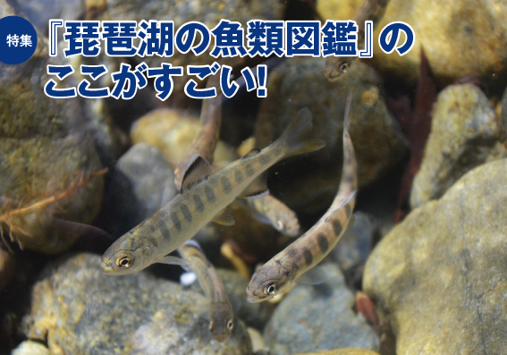 特集：『琵琶湖の魚類図鑑』のここがすごい！