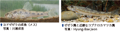 ヨドゼゼラの成魚（メス）　写真：川瀬成吾／ゼゼラ属と近縁なコブクロカマツカ属　写真：Hyung-Bae Jeon