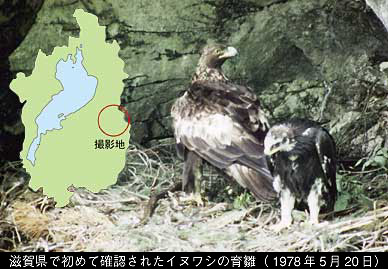 雛のいるイヌワシの巣